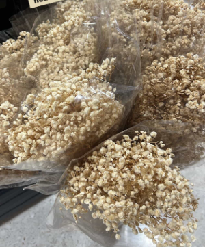 gypsophilia Standard - Cubicle LB