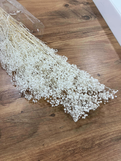 Gypsophilia